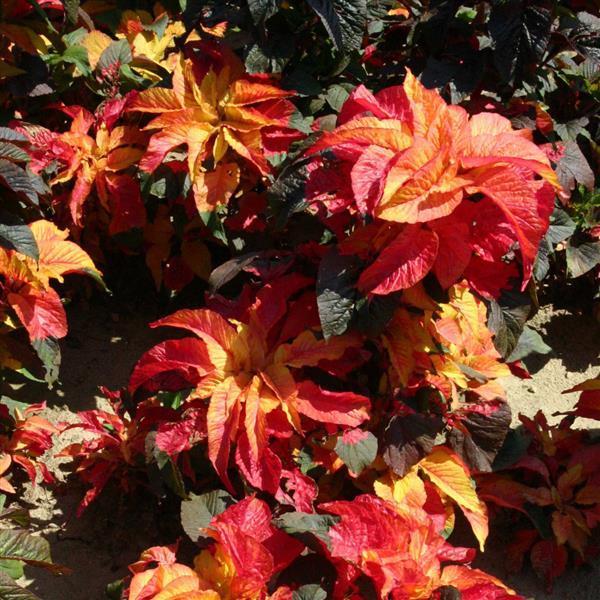 Amaranthus Carnival - Bloom