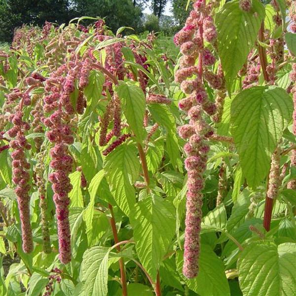 Amaranthus Mira - Bloom
