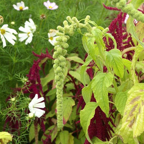 Amaranthus Green Tails - Bloom