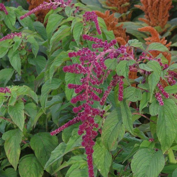 Amaranthus Red Tails - Bloom