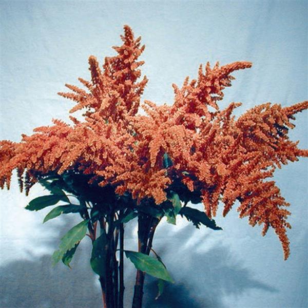 Amaranthus Other Copperhead - Bloom