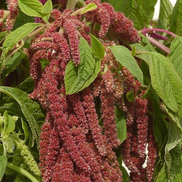Amaranthus Other Coral Fountain - Bloom