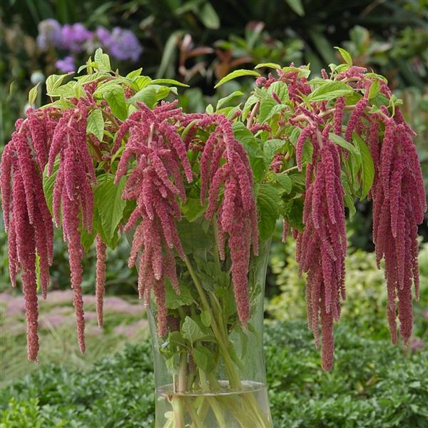Amaranthus Other Coral Fountain - Container