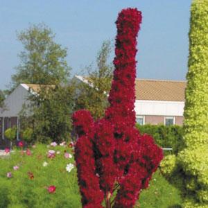 Amaranthus cruentus Tower Red - Bloom