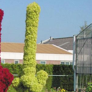 Amaranthus cruentus Tower Green - Bloom