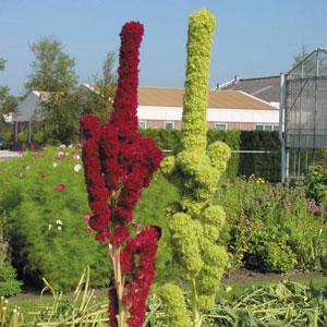 Amaranthus cruentus Tower Mixture - Bloom
