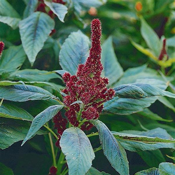 Amaranthus Red Cathedral - Bloom