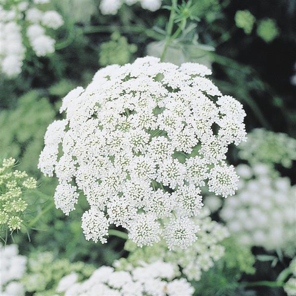 Ammi majus Other Queen Of Africa - Bloom