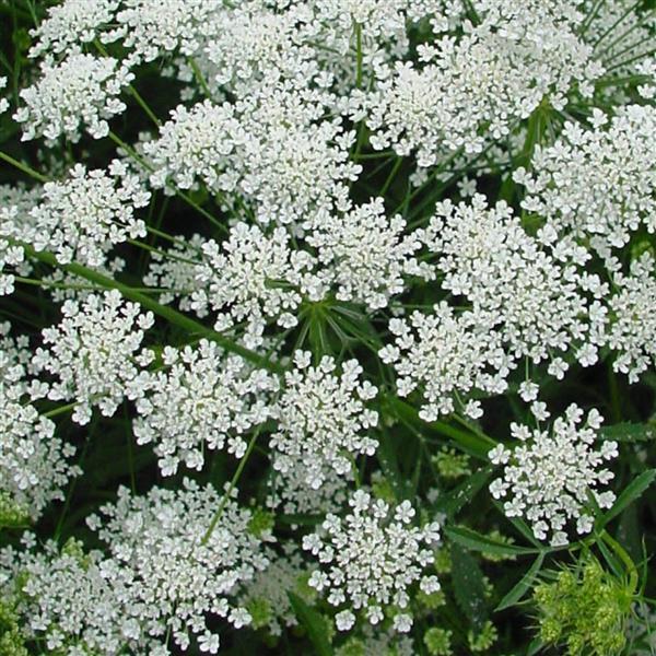 Ammi majus Graceland - Bloom