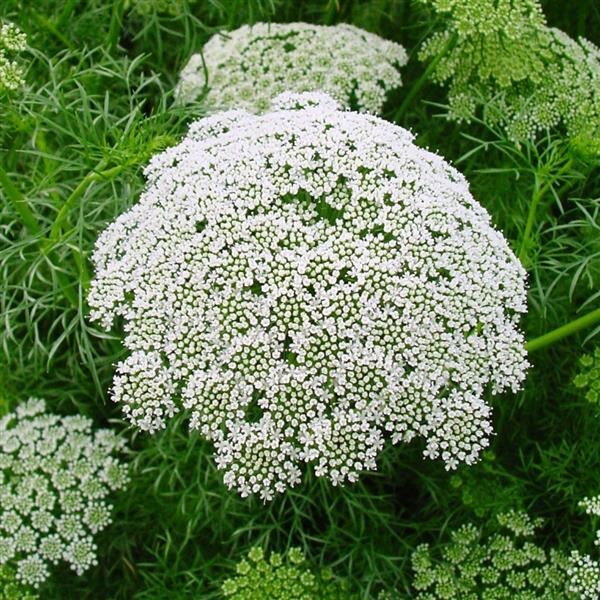 Ammi visnaga Other Casablanca - Bloom