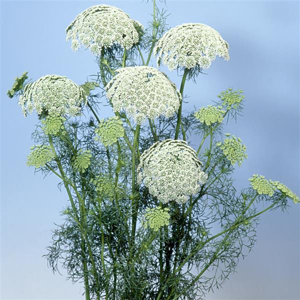 Ammi visnaga Other Casablanca - Cutflower