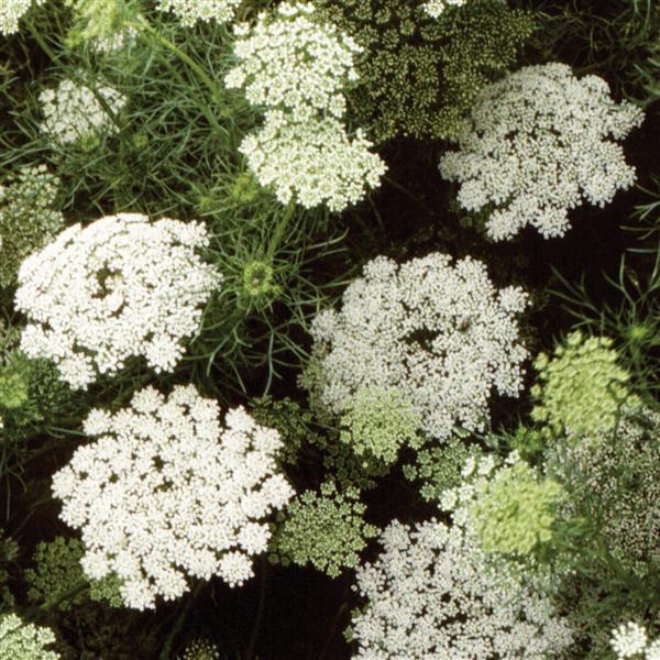 Ammi visnaga Green Mist - Bloom