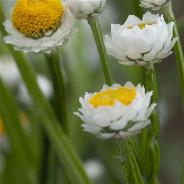 Ammobium alatum Other Grandiflorum - Bloom