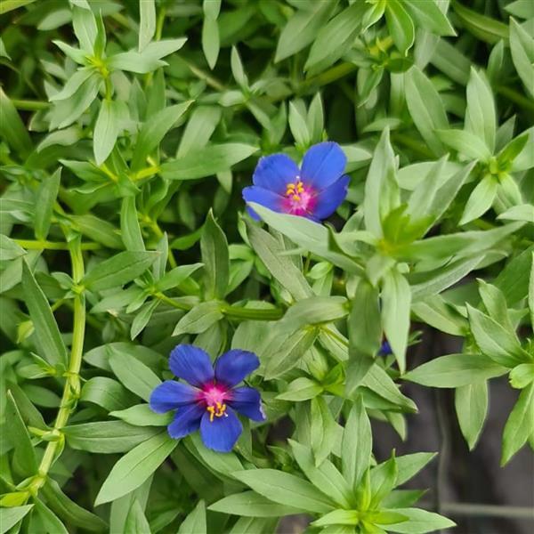 Anagallis Other Anagallis Skylover - Bloom