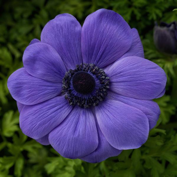 Anemone Harmony Blue - Bloom