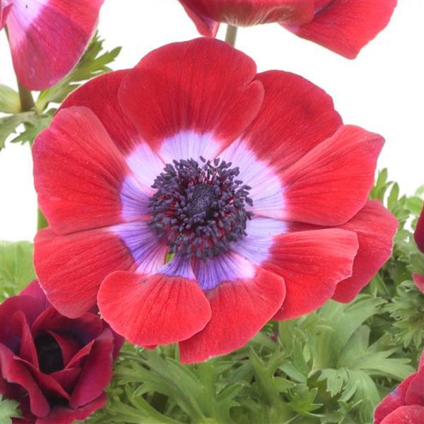 Anemone Harmony Burgundy - Bloom