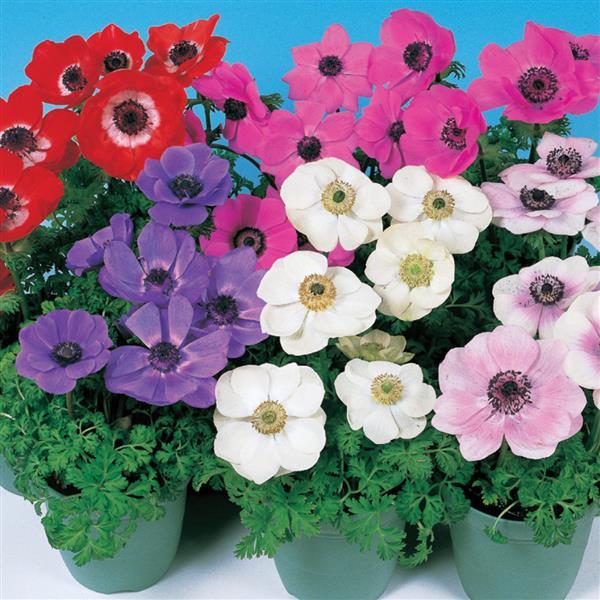 Anemone Harmony Mix - Bloom