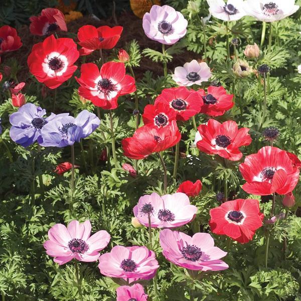 Anemone Harmony Mix - Garden