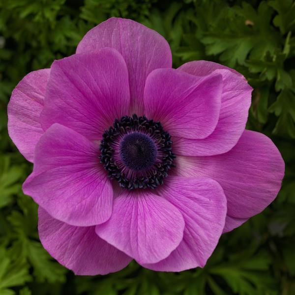 Anemone Harmony Orchid - Bloom