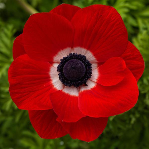Anemone Harmony Scarlet - Bloom
