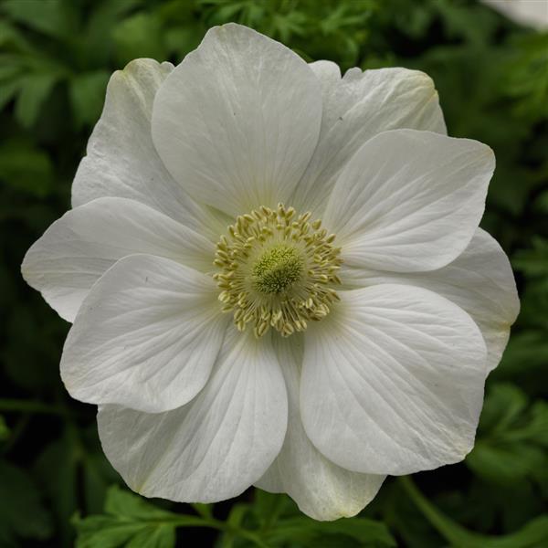 Anemone Harmony White - Bloom
