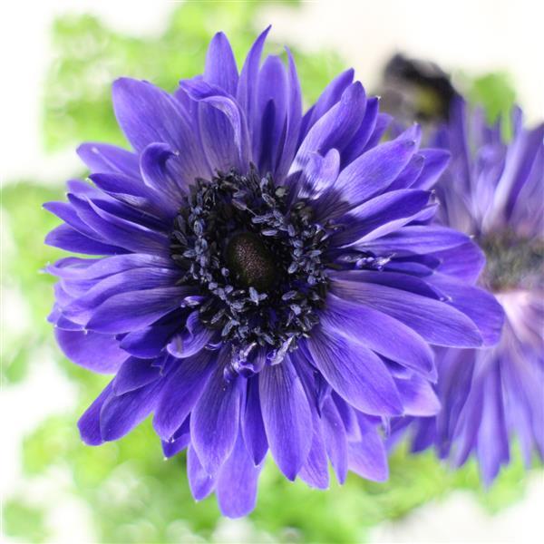 Anemone Harmony Double Blue - Bloom