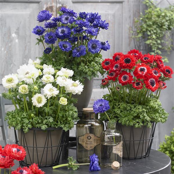 Anemone Harmony Double Mix - Bloom