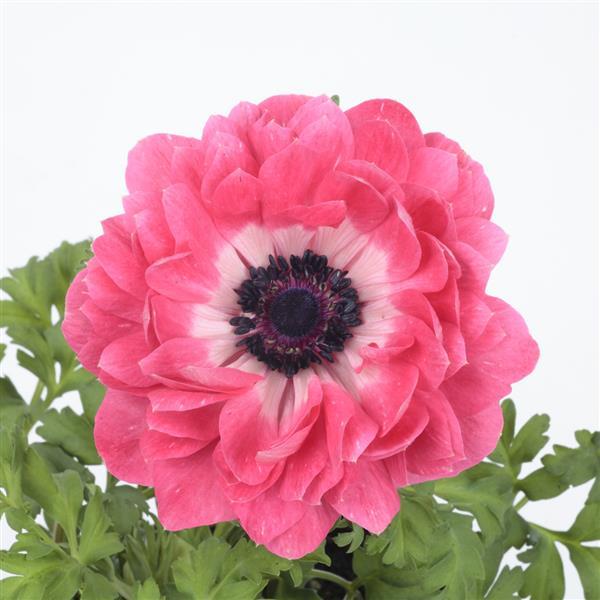 Anemone Harmony Double Pink - Bloom