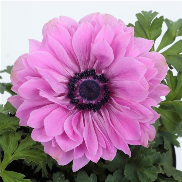 Anemone Harmony Double Rose - Bloom
