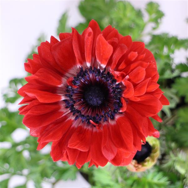 Anemone Harmony Double Scarlet - Bloom