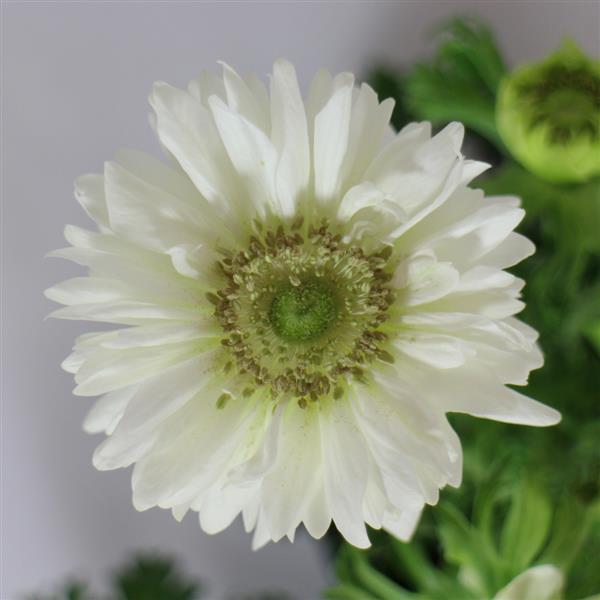 Anemone Harmony Double White - Bloom