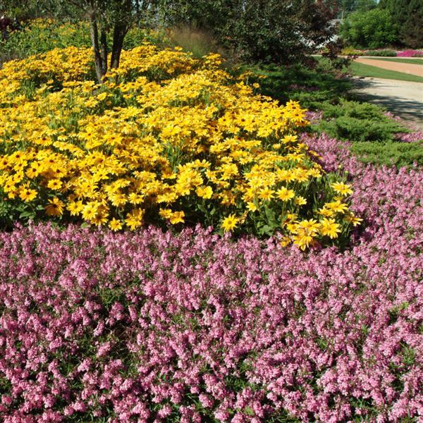 PLANT NAME Commercial Landscape 1