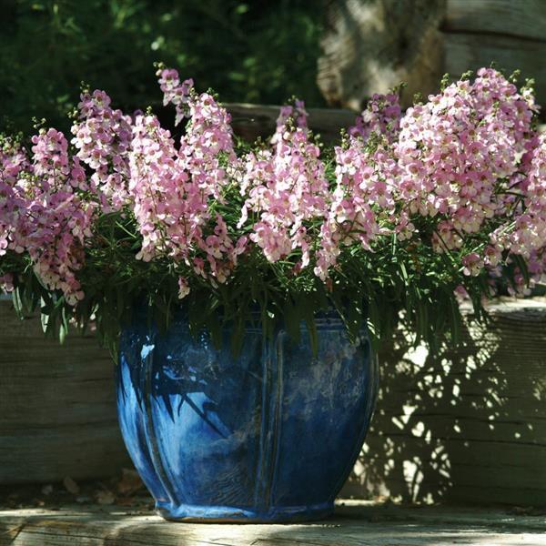 PLANT NAME Container