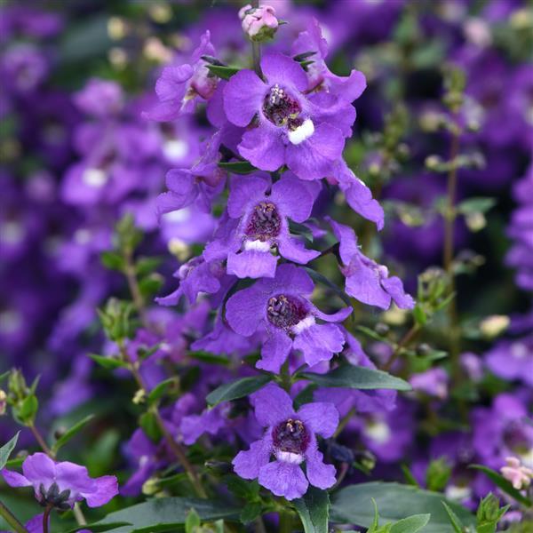 Angelonia Serena Blue - Bloom