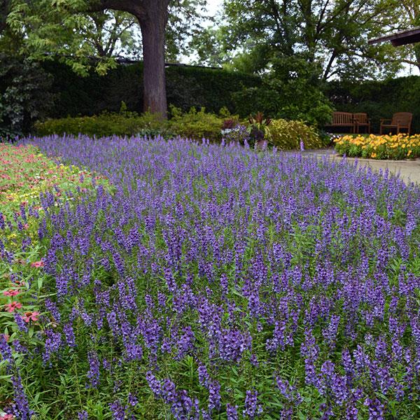 Angelonia Serena Blue - Commercial Landscape 1