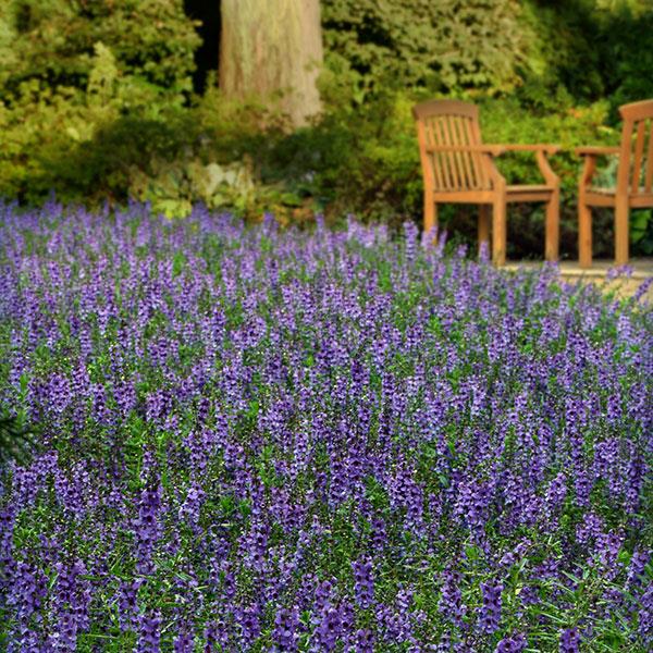 Angelonia Serena Blue - Commercial Landscape 2