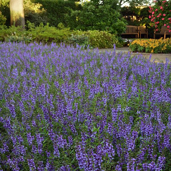 Angelonia Serena Blue - Commercial Landscape 3