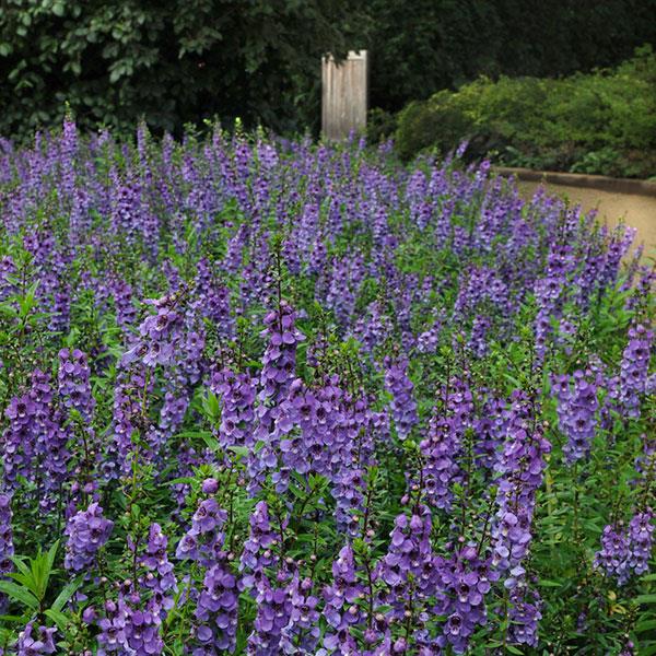 Angelonia Serena Blue