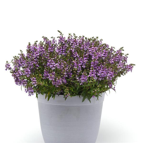 Angelonia Serena Blue - Container