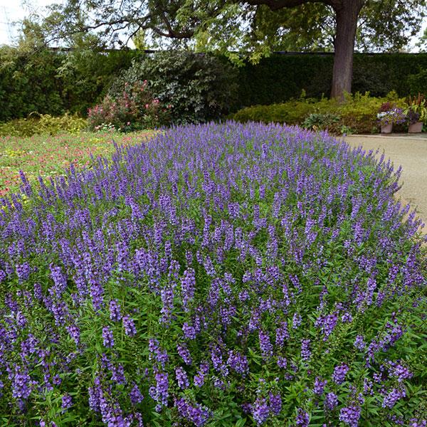 Angelonia Serena Blue - Landscape