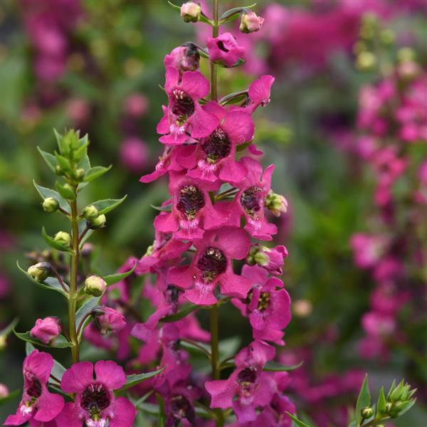 Angelonia Serena® Magenta - Bloom