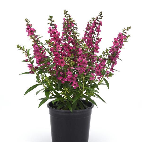 Angelonia Serena Magenta - Container