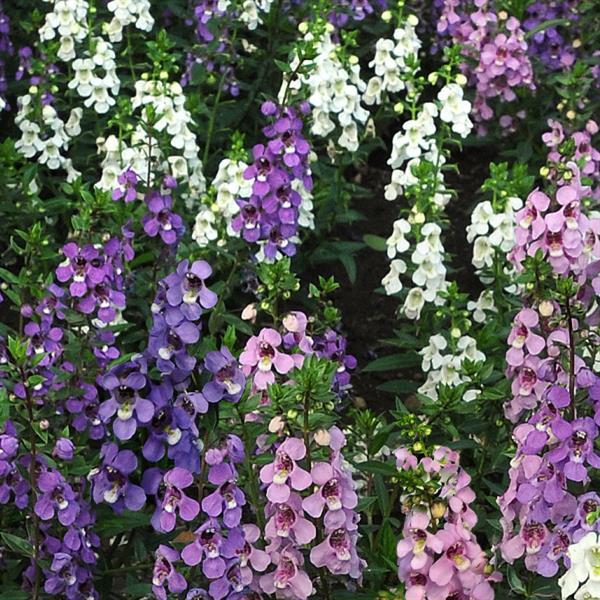 Angelonia Serena® Mixture - Bloom
