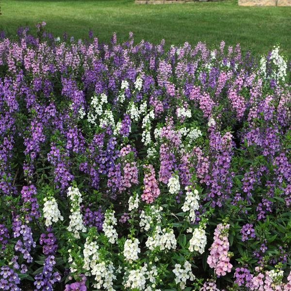 Angelonia Serena Mixture - Commercial Landscape 1