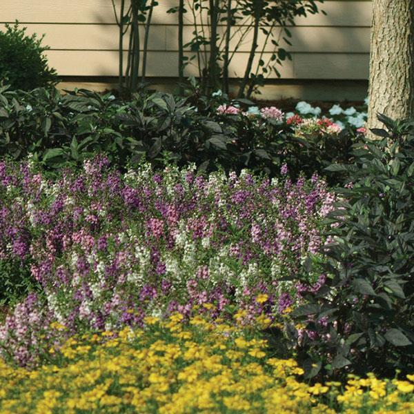 Angelonia Serena Mixture - Commercial Landscape 2