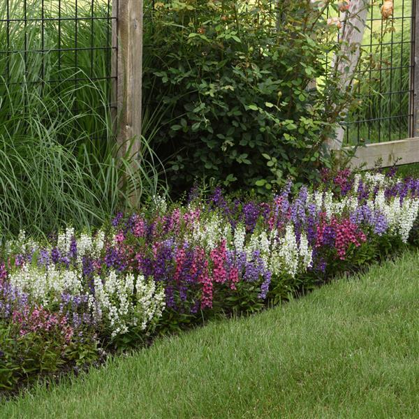Angelonia Serena Mixture - Commercial Landscape 3