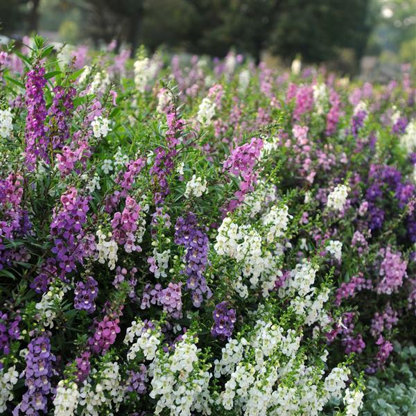 Angelonia Serena Mixture - Garden
