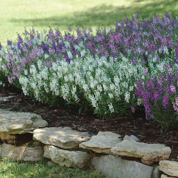 Angelonia Serena Mixture - Landscape