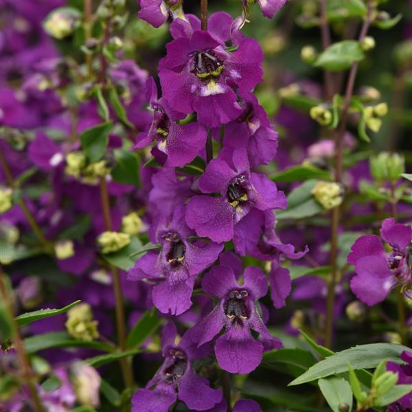 Angelonia Serena® Purple - Bloom
