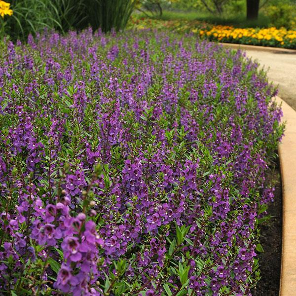 Angelonia Serena Purple - Commercial Landscape 1